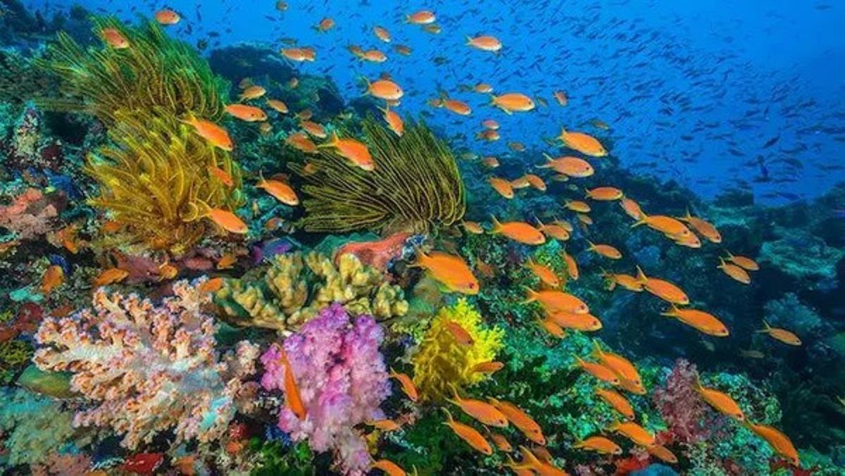 Pesona bawah laut Bunaken (Foto: Istimewa)