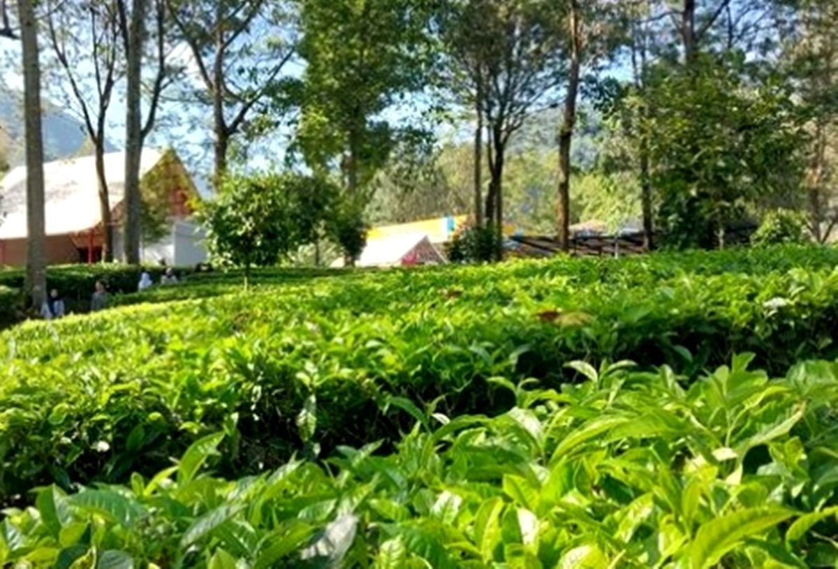 Suasana fasilitas agrowisata agrowisata Gunung Mas, Puncak Bogor, di sela-sela tanaman teh yang terawat.