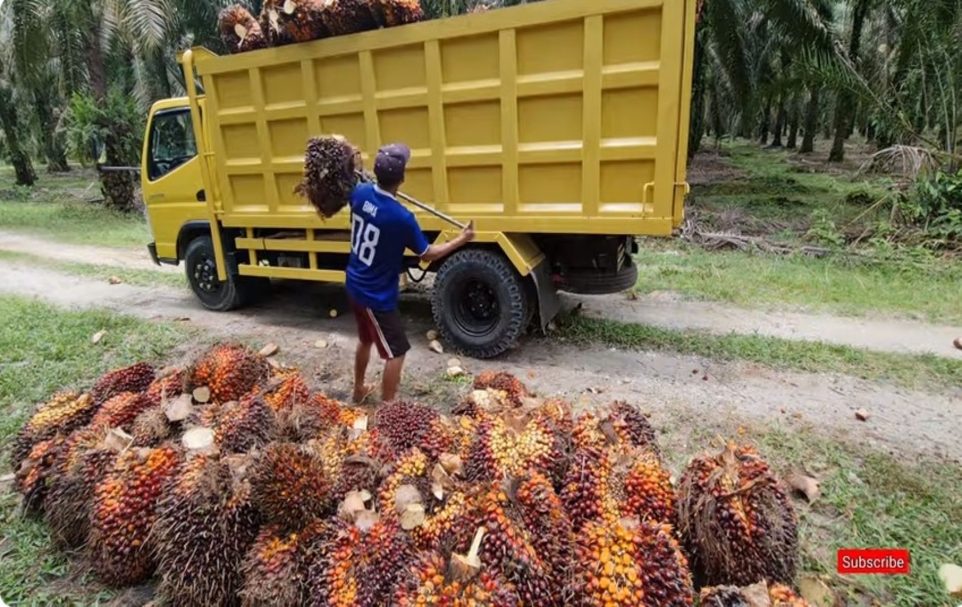 Daftar Harga TBS Sawit Kalimantan Barat Periode I Oktober Cek ...