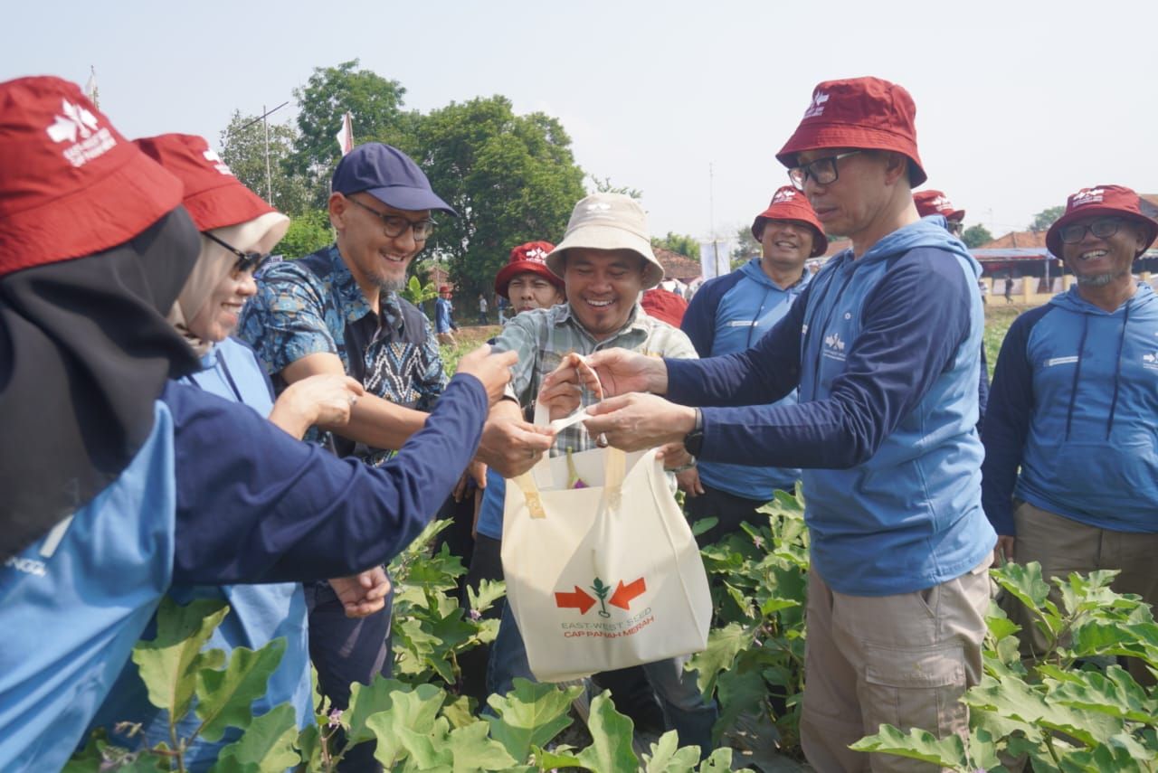 Subang Genjot Produksi Pertanian, Terong Hibrida M72 F1 Jadi Andalan ...