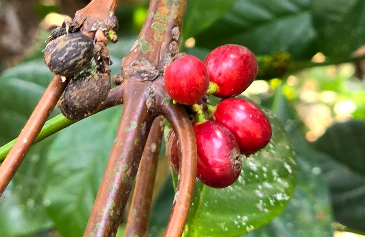 Tampilan kopi liberoid, asal Bandung Barat.