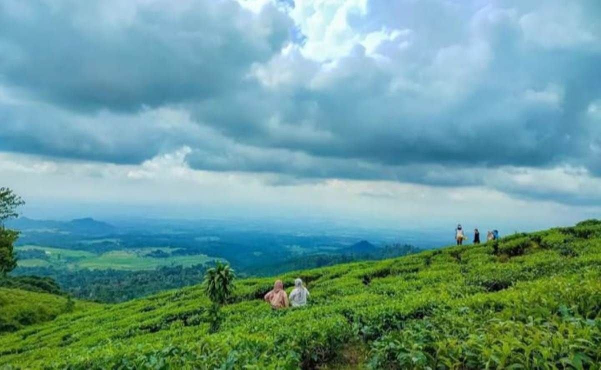 Kebun Teh Jamus di kaki Gunung Lawu, Kabupaten Ngawi, Jawa Timur