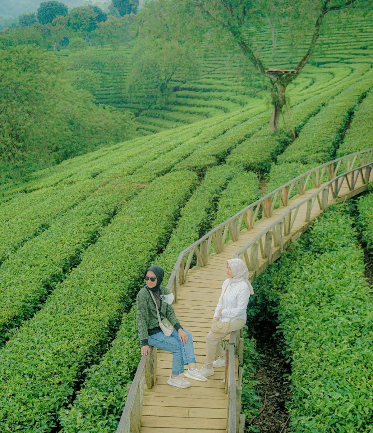 Kebun Teh Wonosari.