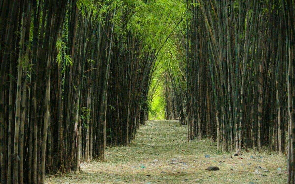 Hutan Bambu Keputih – Ala Jepang di Ujung Surabaya