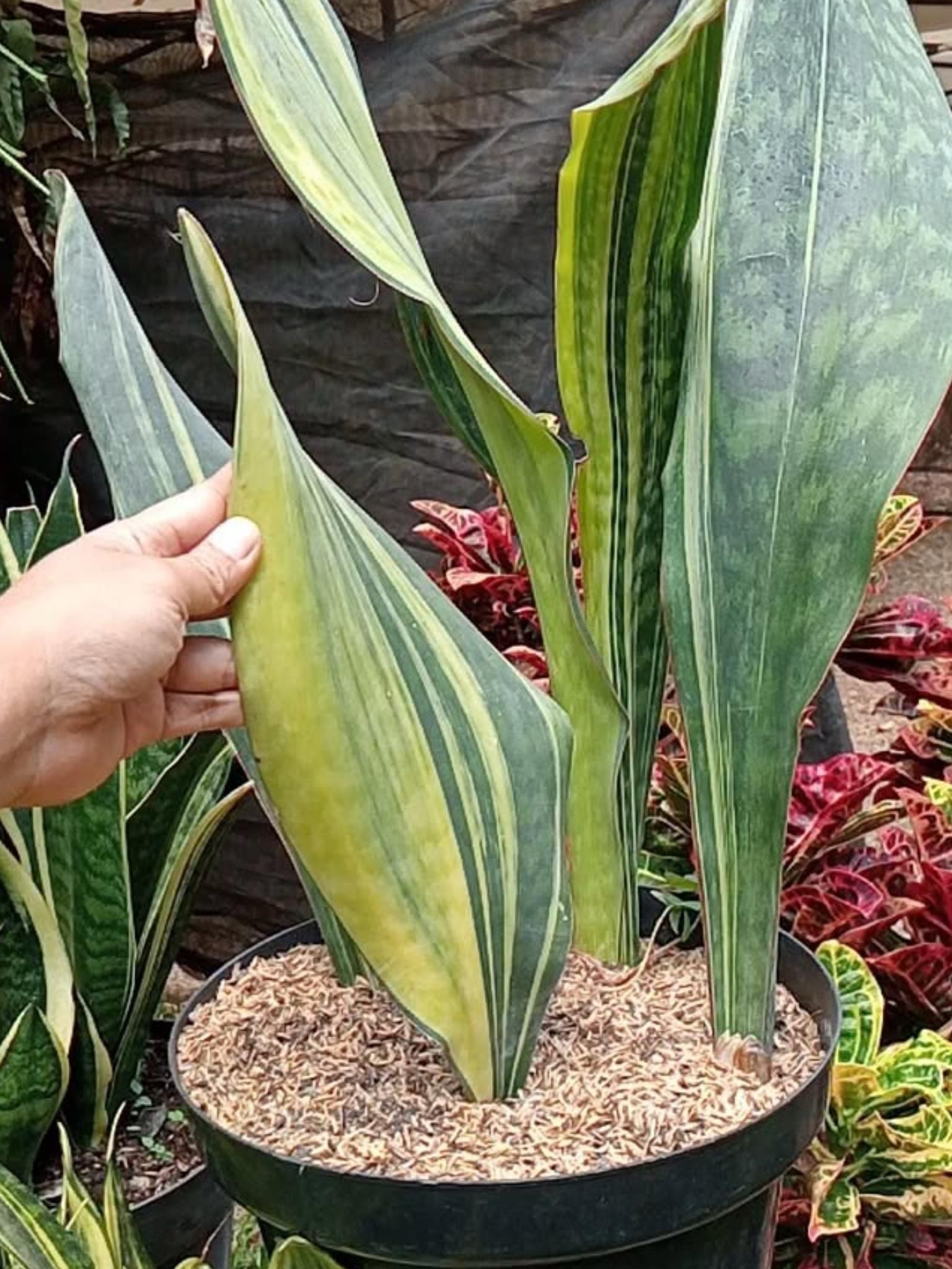 Tanaman lidah mertua