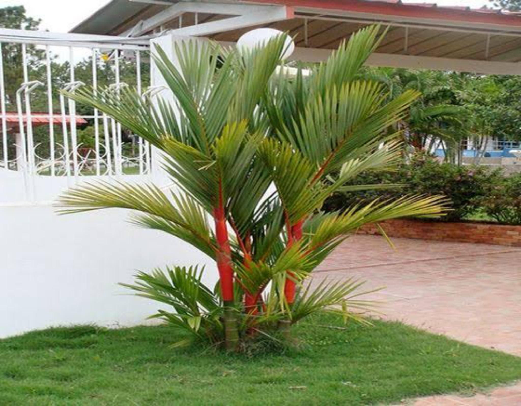 Tanaman hias Palem Merah yang cocok ditanam di pekarangan rumah