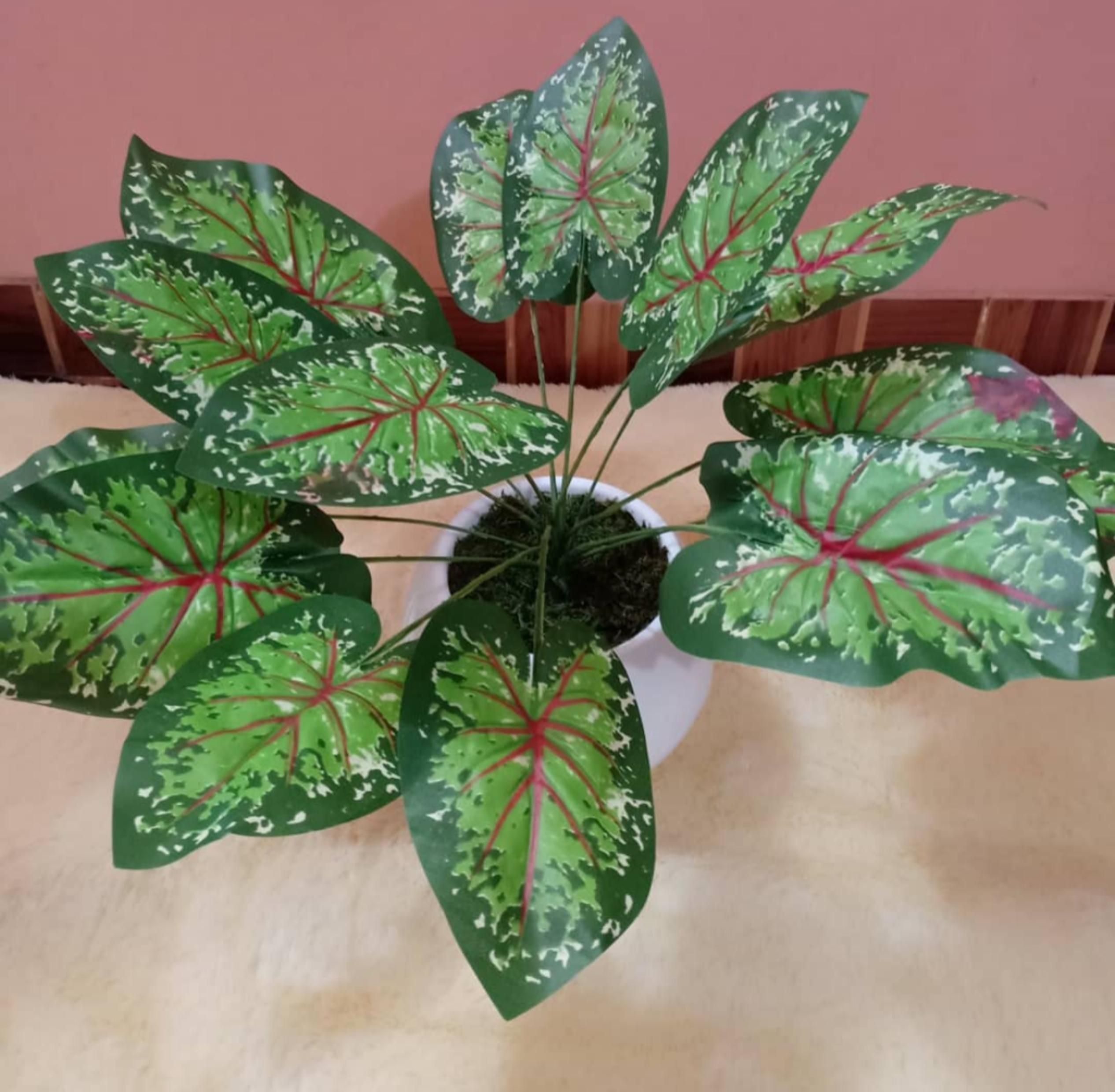 Tanaman hias daun keladi dalam pot bunga