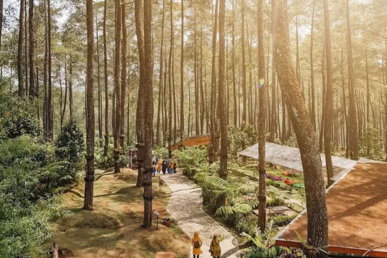 Orchid Forest Cikole: Hutan Anggrek Terbesar yang Eksotis