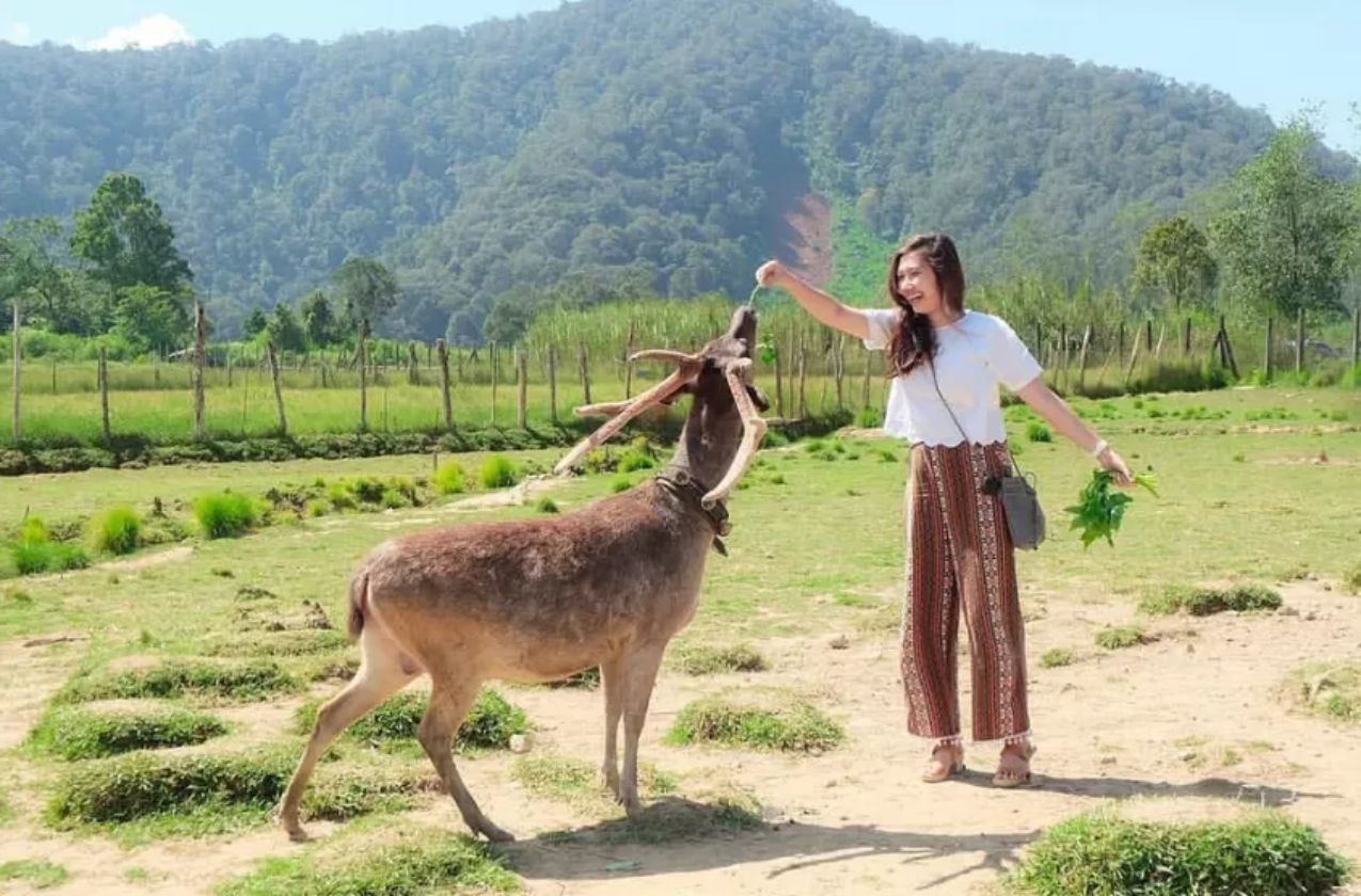 Kampung Cai Ranca Upas: Serunya Camping dan Bertemu Rusa