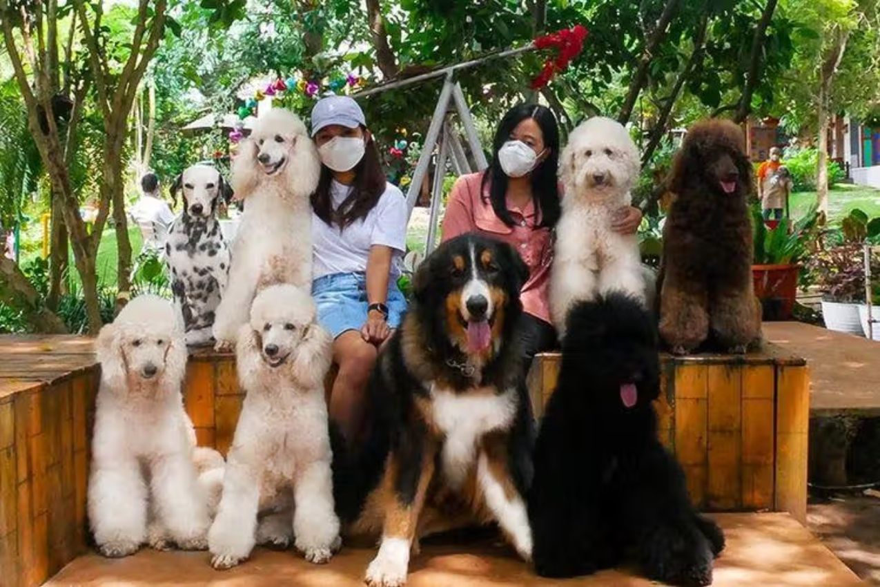 Rumah Guguk: Surga Bagi Pecinta Hewan di Tengah Kota