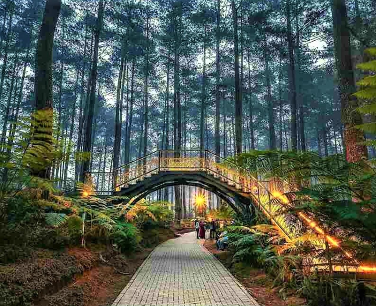 Orchid Forest Cikole: Surga Anggrek di Tengah Hutan Pinus