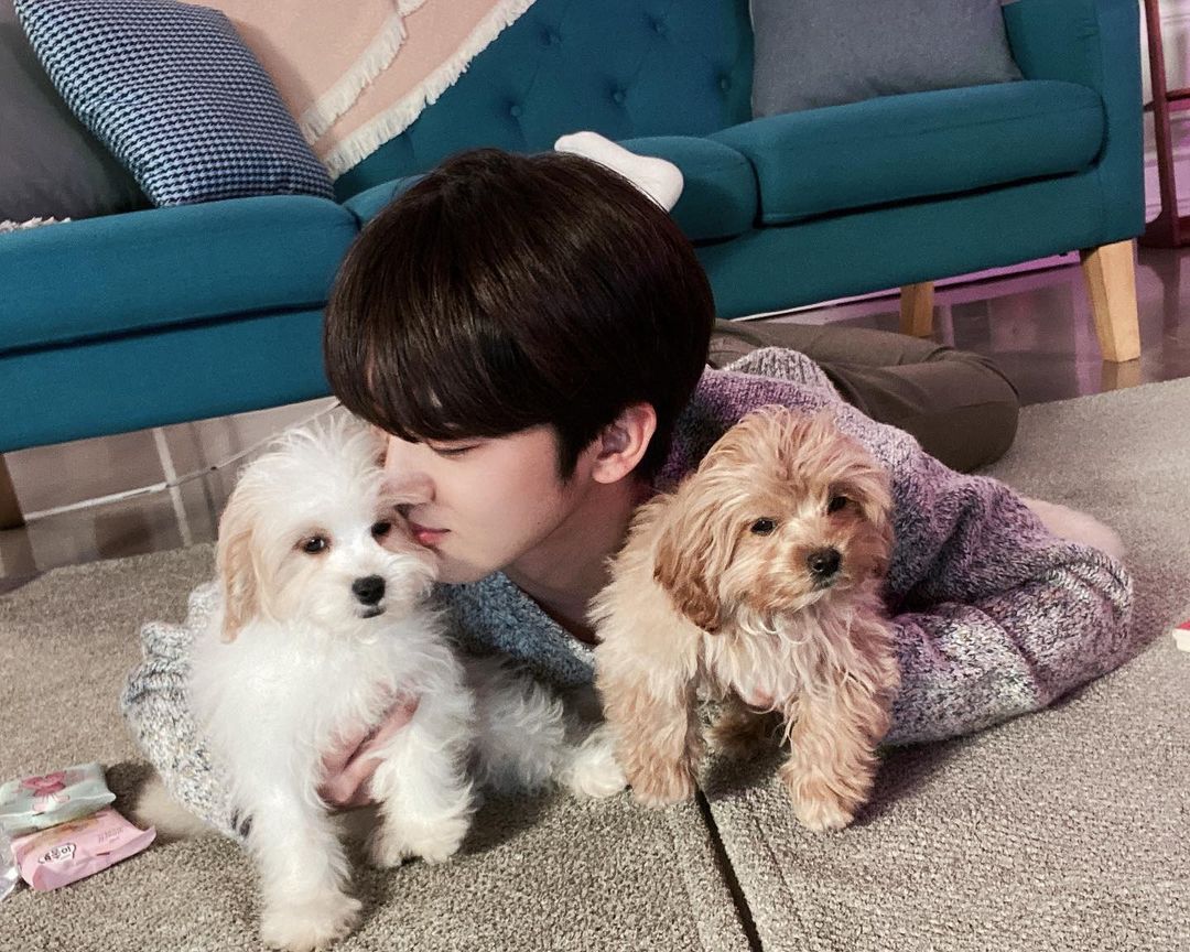 Kim Yo-han bersama dua anak anjing yang menggemaskan