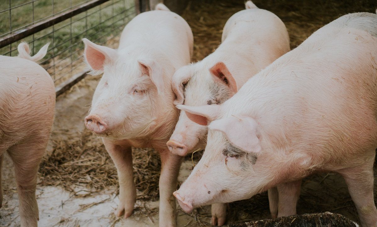 Ilustrasi ternak babi yang diserang virus ASF.