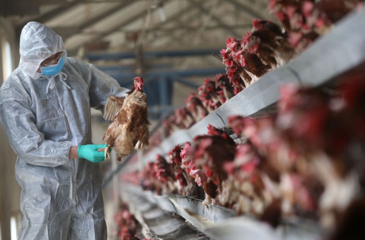 Indonesia Bersiap Hadapi Flu Burung