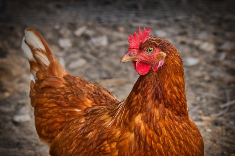 Banyak Bule di Bali Protes Terganggu Suara Kokok Ayam, Pemprov Buka Suara