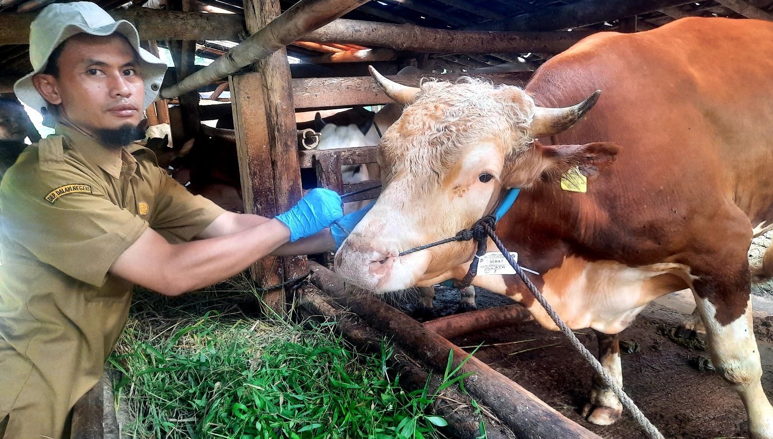 Pemeriksaan hewan kurban untuk mewujudkan daging kurban yang aman, sehat, utuh dan halal (Asuh) dikonsumsi di Kota Banjar.