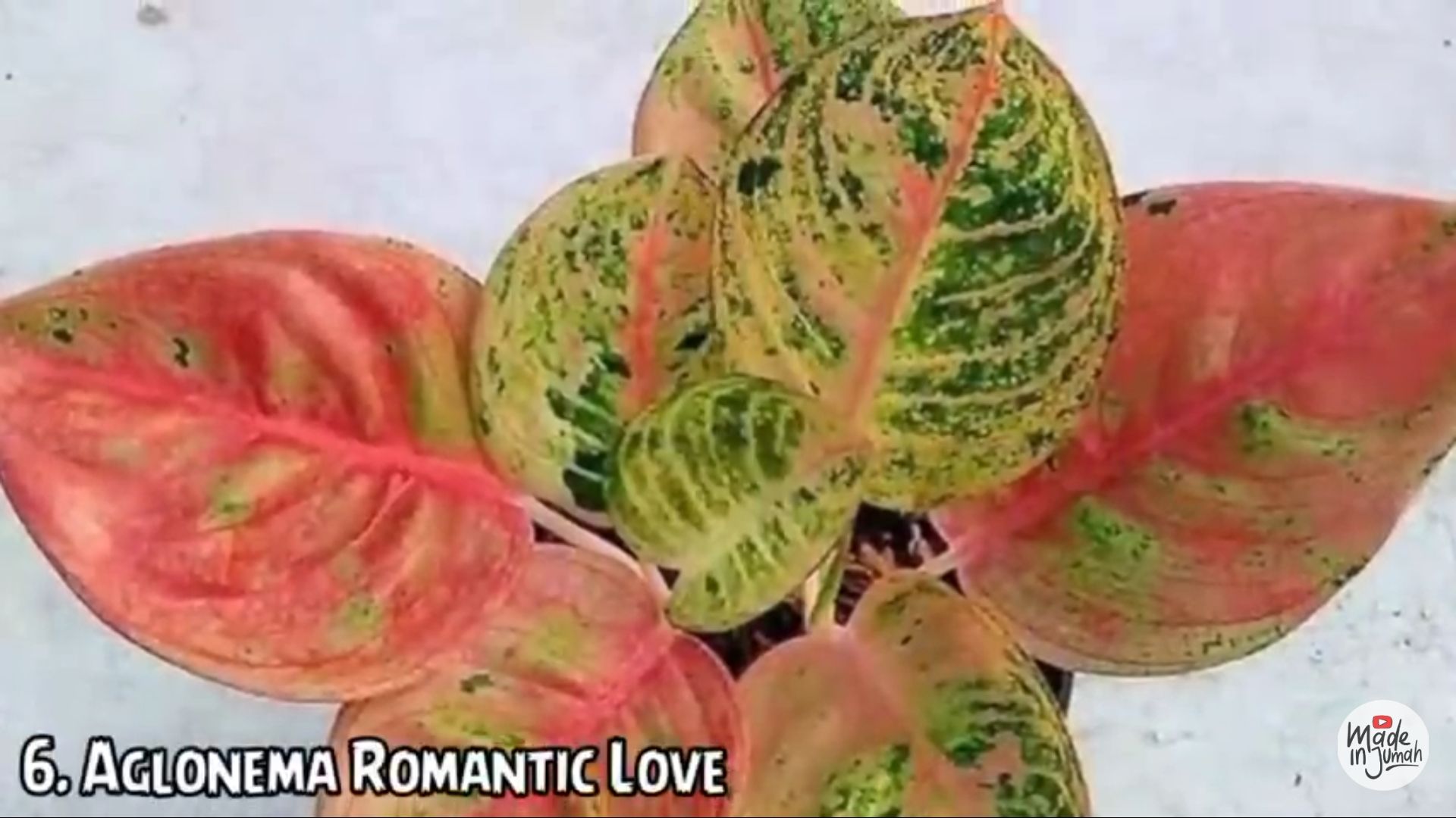 Aglonema Romantic Love
