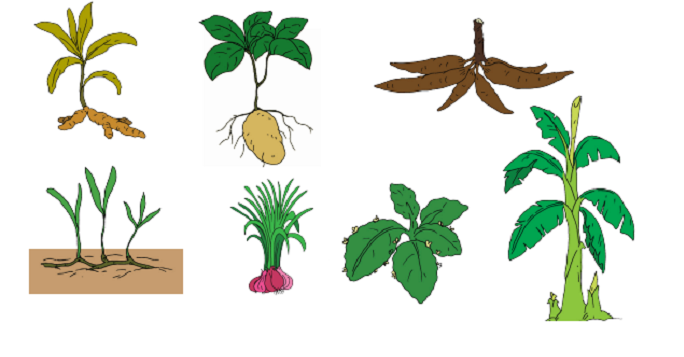Bagian Bagian Tumbuhan Dan Fungsinya Kelas 4 Sd Menggambar Bagian Tubuh Tumbuhan Dan Fungsinya Portal Purwokerto