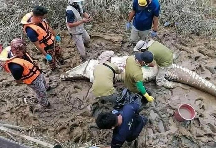 Buaya besar sepanjang 4,5 meter.