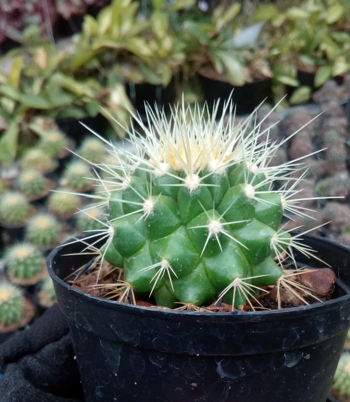 Kaktus Mini Echinocactus Grusonii
