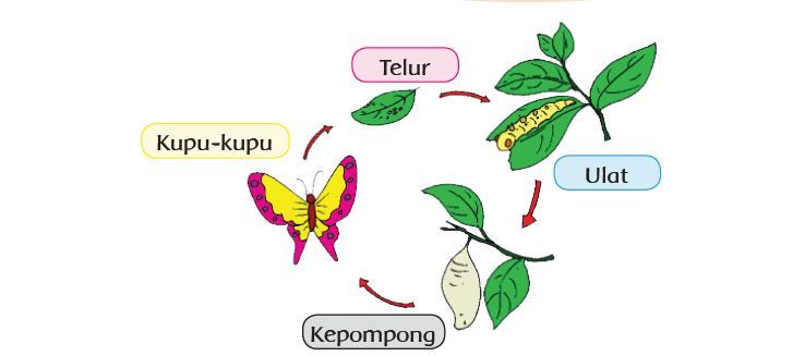 berikut kunci jawaban bahasa indonesia kelas 3 tema 1 subtema 3 halaman 125 126 pembelajaran 4 tahapan daur hidup kupu-kupu