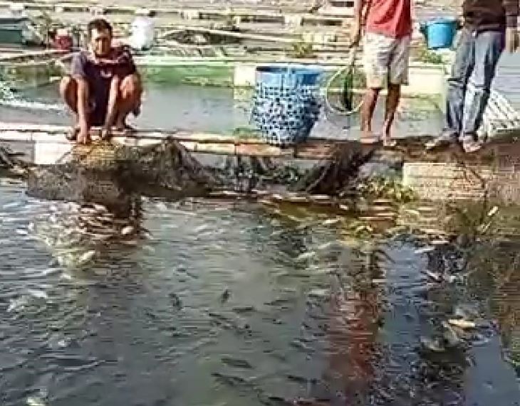 Petani ikan kolam jaring apung di Kampung Selakopi Desa Cihampelas Kecamatan  Cililin Kabupaten Bandung Barat tengah menjaring ikan yang mabuk  dan mati akibat cuaca ekstrem.