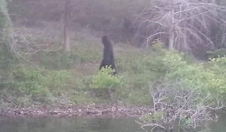 Foto Penampakan Bigfoot di Purwokerto Viral di Internet, Disebut Berbulu dan Tinggi, Simak Faktanya