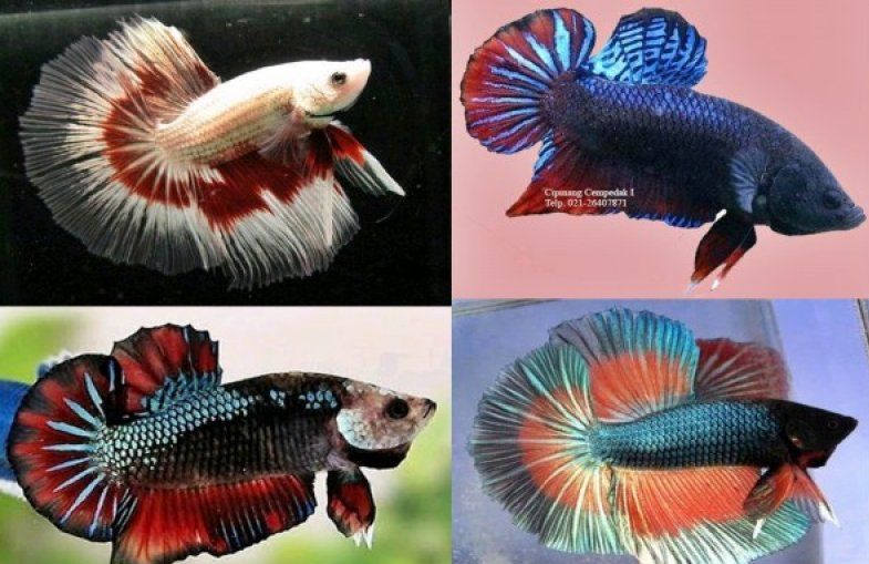 Wow Fantastis Ikan Cupang Ini Harganya 20 Juta Lihat Bentuknya Mantra Sukabumi