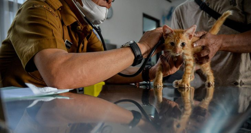 Permintaan Vaksin Rabies di Bandung Meningkat Pasca Insiden Bocah di Bali Meninggal Karena Rabies.