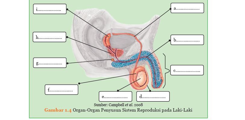 kunci jawaban IPA kelas 9 SMP MTs halaman 8 Aktivitas 1.1 Organ-organ Penyusun Sistem Reproduksi pada Laki-Laki