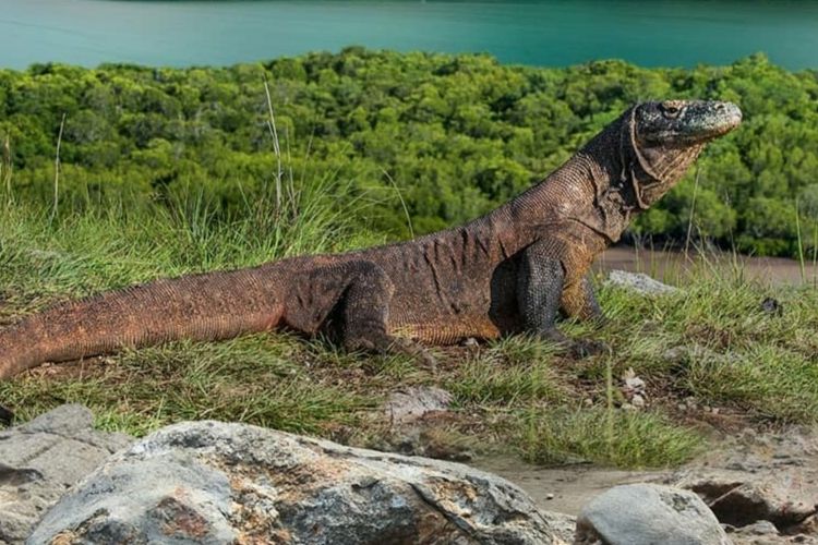 Kenaikan Tarif Masuk Pulau Komodo Rp3,75 Juta per 1 Januari 2023 Dibatalkan, Tarif Lama Tetap Berlaku