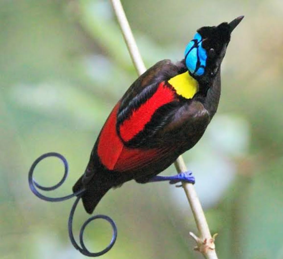 4 Fakta Unik Si Cantik Burung Cendrawasih, Harga Mulai Rp3 Juta Hingga Rp10  Jutaan - Ringtimes Bali