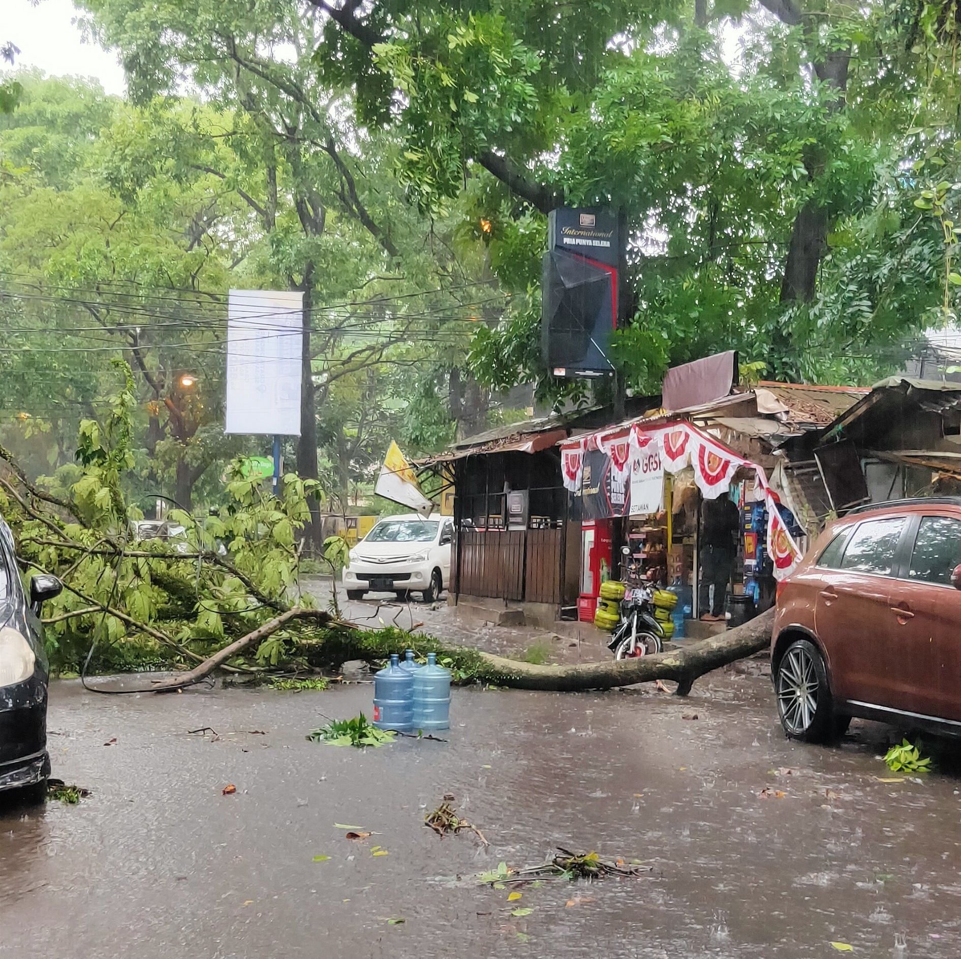 Pohon tumbang di Jalan Teuku Umar./Twitter.com/@fa_sulthoni