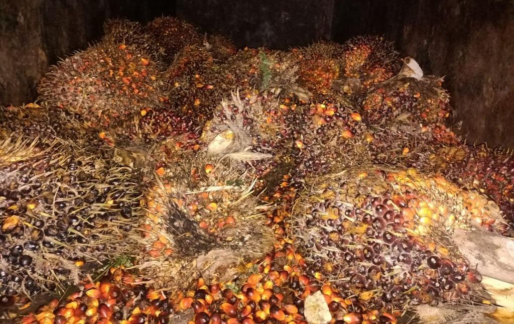 Curi TBS Sawit PT AKG di Waykanan Lampung, Pria Ini Dijerat Pasal Curat dan UU Darurat