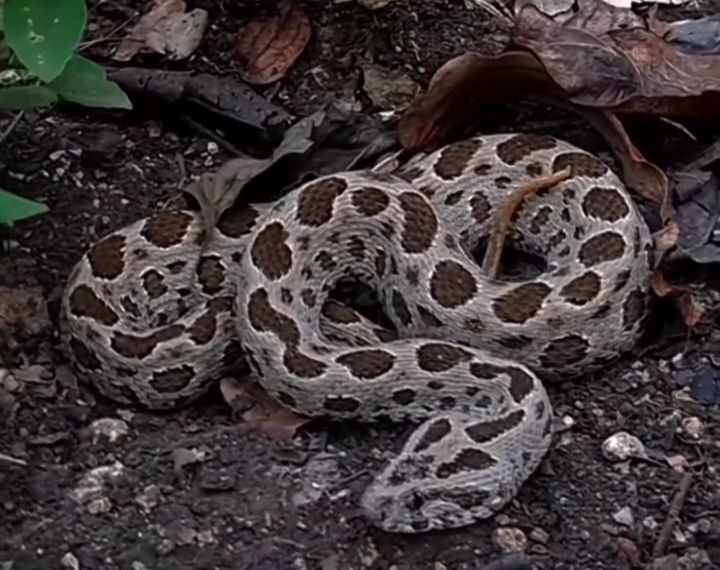 Penampakan 'Kaka Botek', Ular Paling Mematikan di Taman Nasional Komodo, Korban Gigitannya Bisa Pendarahan Berat
