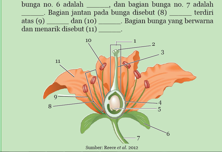 Wow 14 Gambar Bunga Dan Fungsi Bagian Bunga Gambar Bunga Indah Vrogue 4494