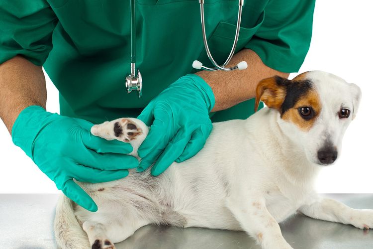 Researchers Investigate Alleged Corona Virus Transmission from Dogs to Humans