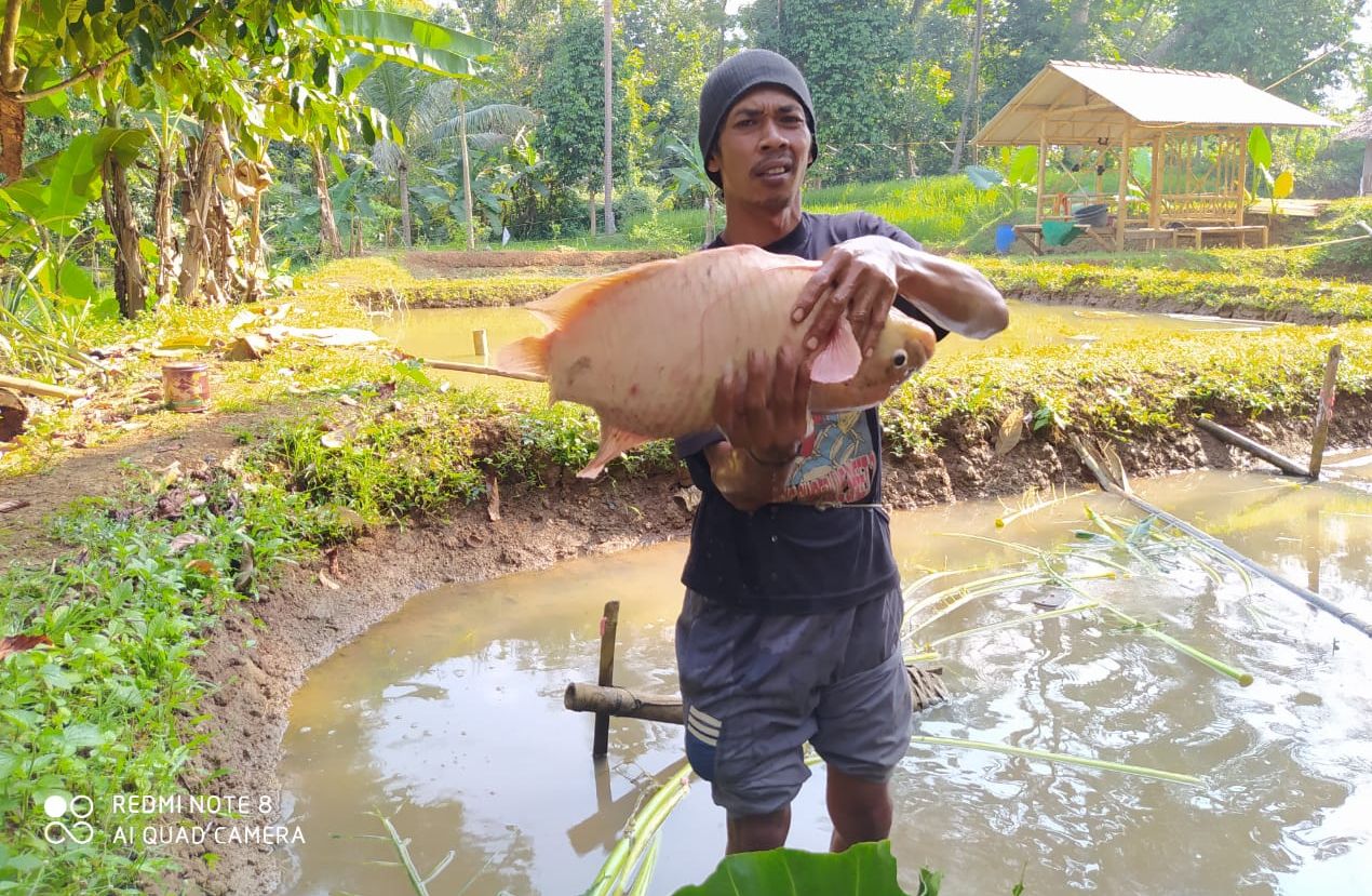 Budidaya Gurame, Peternak Ikan Ciamis Bisa Raup Jutaan Rupiah