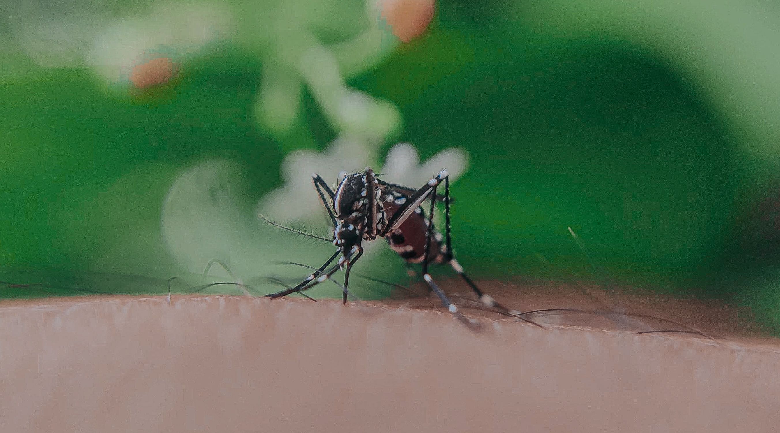 Ilustrasi nyamuk malaria. Simak ciri-ciri nyamuk Anopheles yang merupakan penyebab penyakit malaria, di mana Indonesia masih rawan.