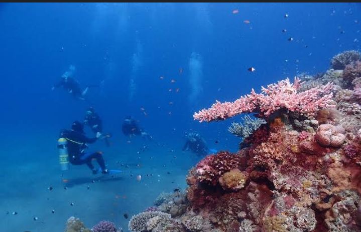 Ilustrasi terumbu karang. 