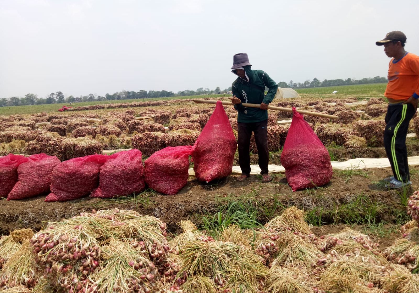 Pekerja tengah mengangkut bawang merah dari sawah di Blok Leuweungbata, Desa Pakubeureum, kecamatan Kertajati, Kabupaten Majalengka, ke jalan raya untuk dibawa ke gudang, pada Senin, 23 Oktober 2023.
