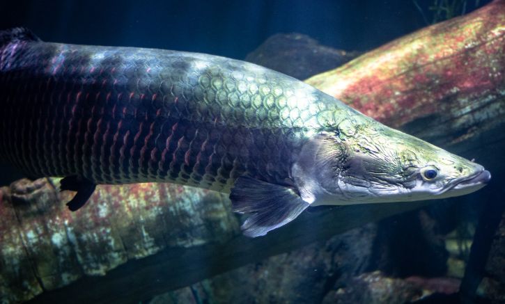 Fakta Ikan Arapaima Salah Satu Jenis Predator Terbesar Air Tawar Halaman