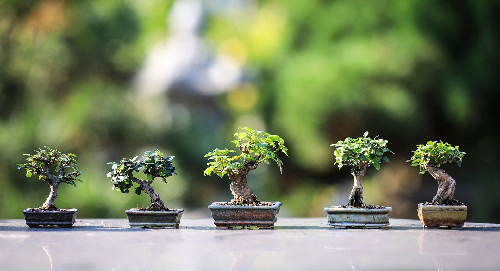 tanaman hias bonsai dari pohon liar disekitar rumah, apa saja? yuk