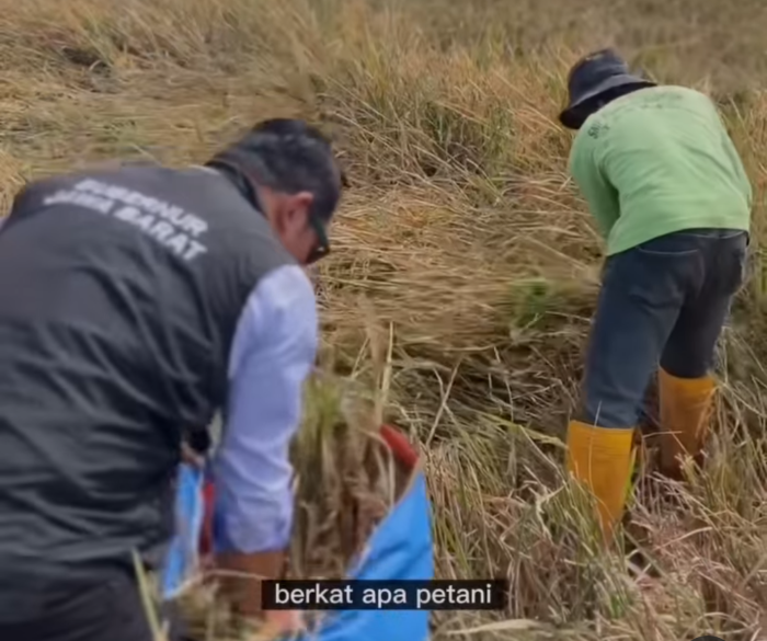 Tangkapan layar Instagram @Ridwan Kamil   Gubernur Jabar Ridwan Kamil saat meninjau langsung petani yang sedang panen padi, Kamis 16 Februari 2023
