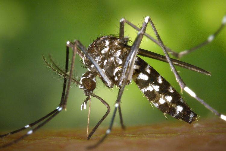 Candidate Vaccine Tak-003 Reportedly Can Prevent Dengue Fever Up To 62 Percent, Reduce Hospitalization