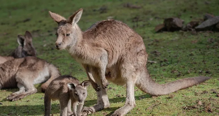 Viral Kanguru di Australia Serang Turis, Simak 5 Tips Aman Wisata ke Kebun Binatang