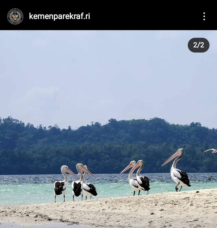 Pelikan di Pantai