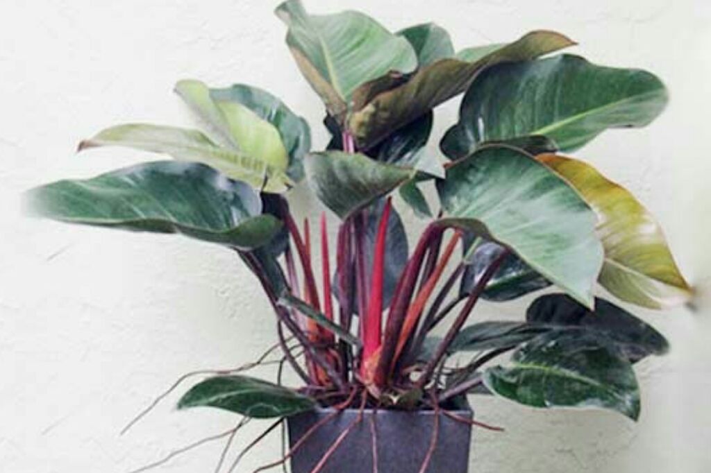 Philodendron imperial red cardinal