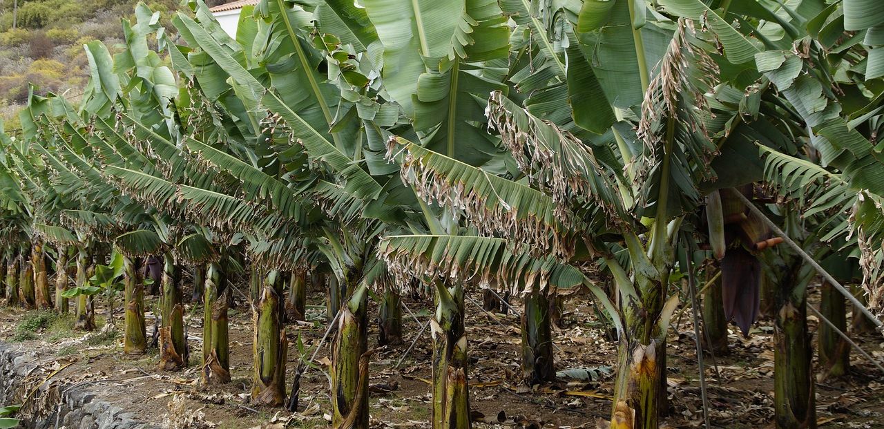 Ilustrasi pohon pisang disebut tanaman banyak penunggu, rumah nyaman makhluk halus.
