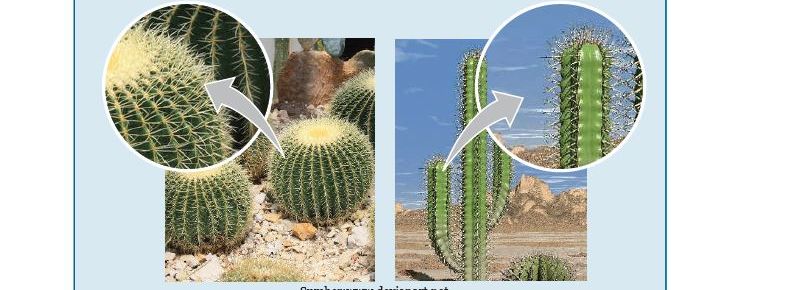 kunci jawaban IPA kelas 8 SMP MTs halaman 116 Ayo Kita Pikirkan Gambar 3.8 Bab 3 kaktus memiliki daun, tempat terjadinya fotosintesis kaktus